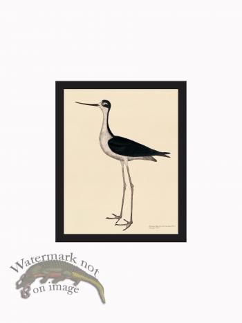 Rudbeck CFA_BF 299 Long legged Avocet